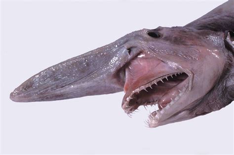 goblin fish price philippines|Sea Goblin .